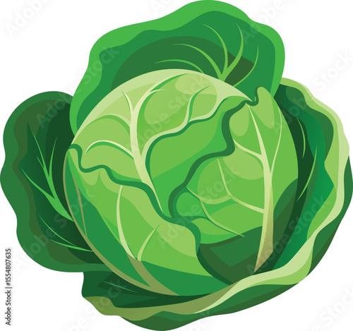 Vibrant Illustration of a Fresh Head of Cabbage