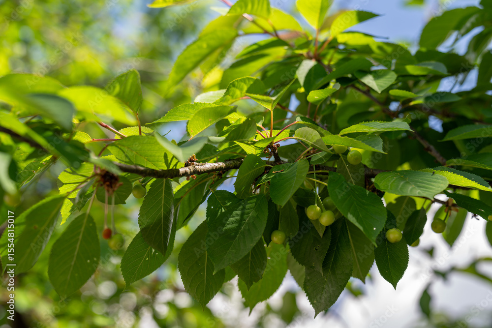 Obraz premium Green unripe cherries on branches with green leaves on the tree. 