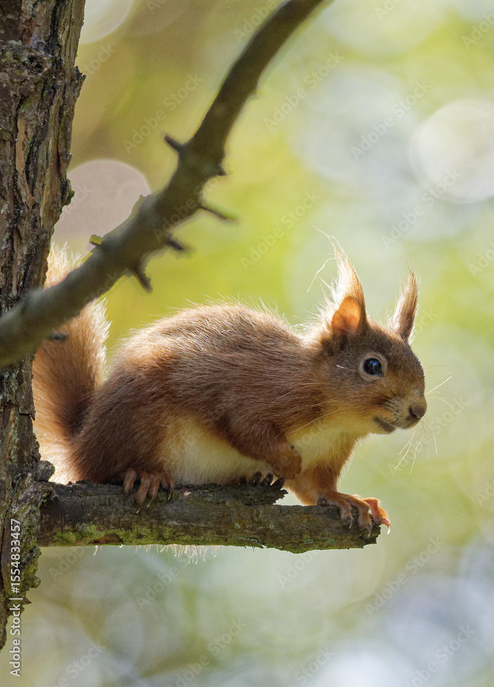 Obraz premium Red squirrel in the forest