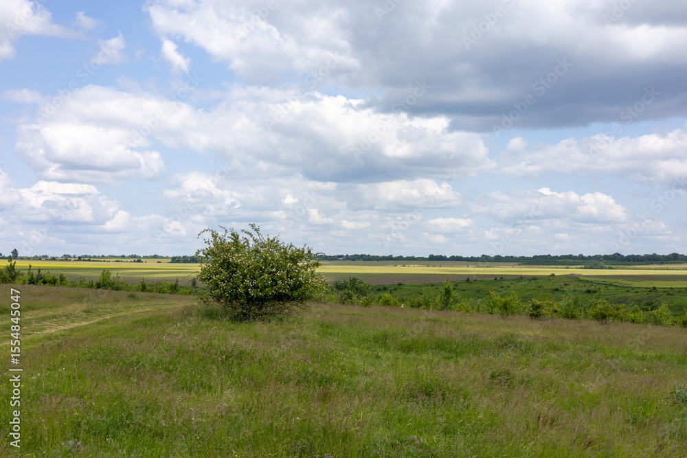 Fototapeta premium Summer landscape in the green field