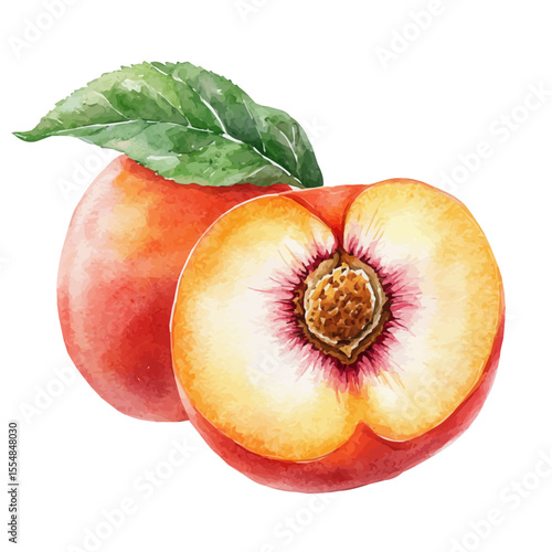 Fresh Peach, watercolor painting vector, isolated on a white background.