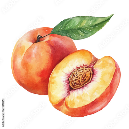 Fresh Peach, watercolor vector, isolated on a white background.