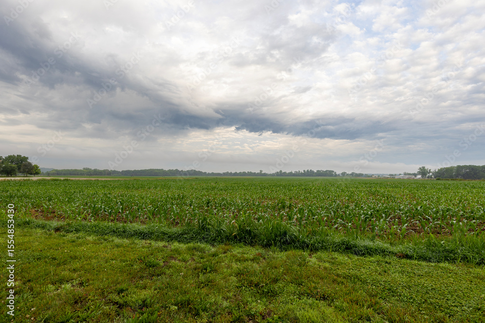 Fototapeta premium green field and blue sky