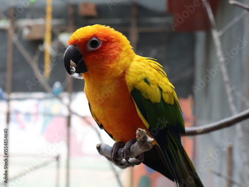 yellow and green macaw