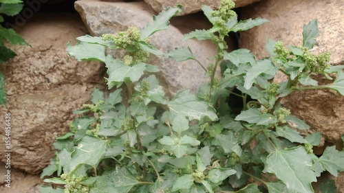 Nettle-leaved Goosefoot or the Chenopodiastrum murale green plant with seeds and flowers