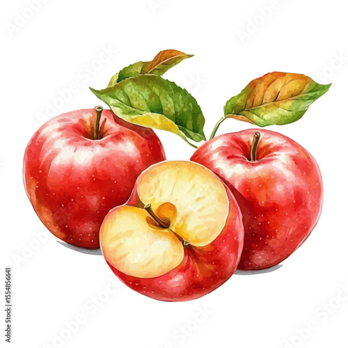 Fresh Autumn Apples Picked, watercolor illustration vector, isolated on a white background.