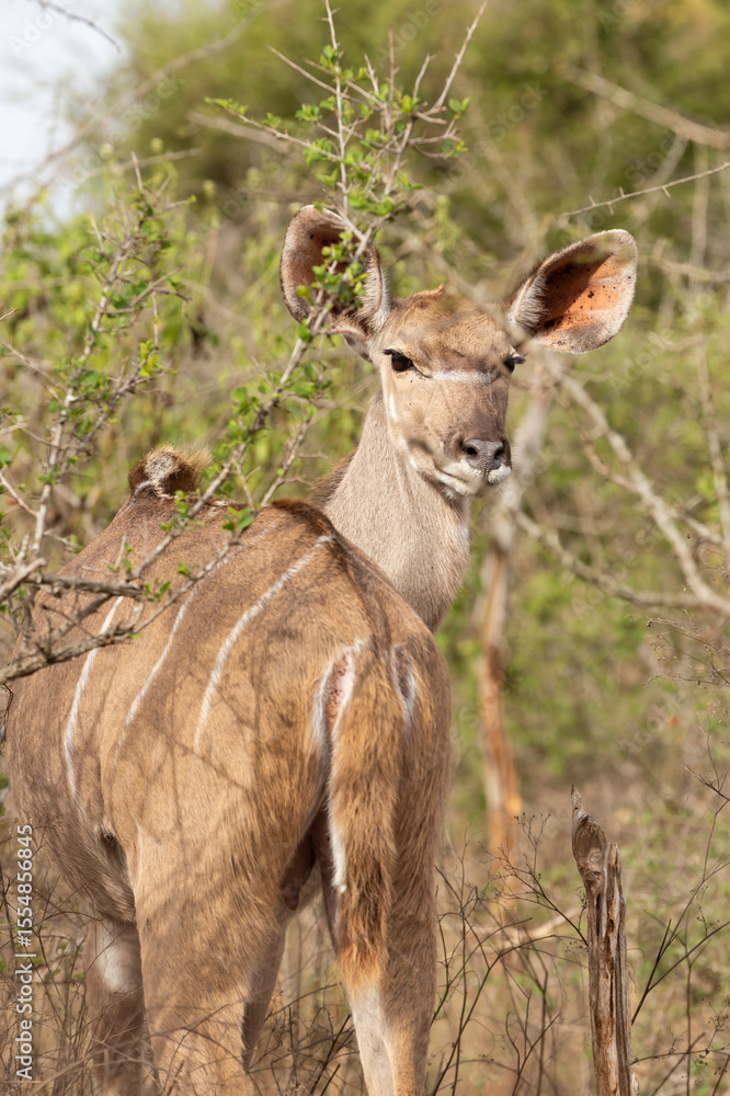 Fototapeta premium Kudu in the grass