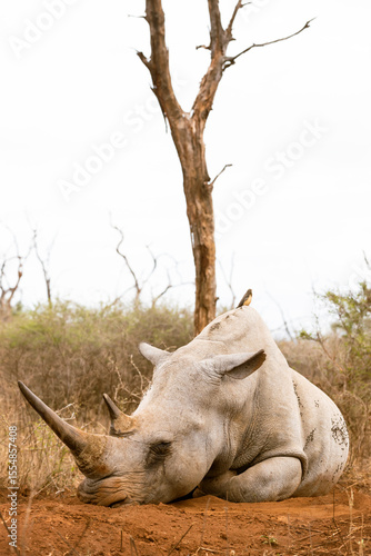 Sleeping white rhino in Hlane National Park, Eswatini