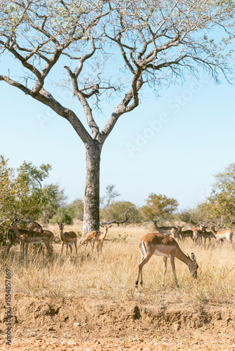 impala in the wild