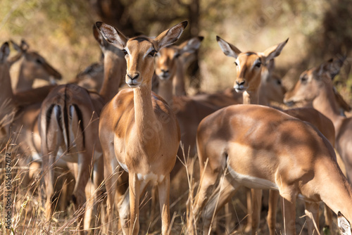 Photography impala in the wild