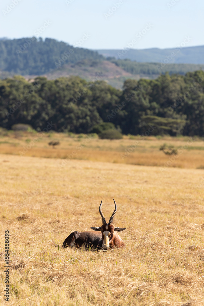 Obraz premium Bontebok in wild