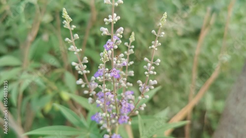 Vitex agnus-castus or the Chaste tree flowers and plant