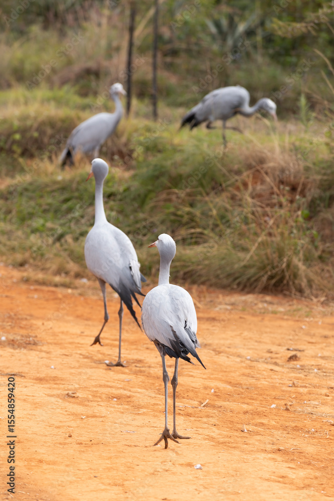 Fototapeta premium the blue crane in eswatini