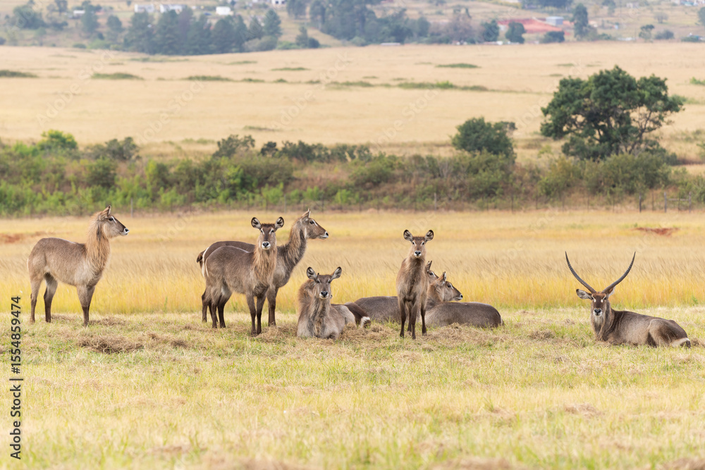 Naklejka premium herd of waterbucks in mlilwane national park eswatini