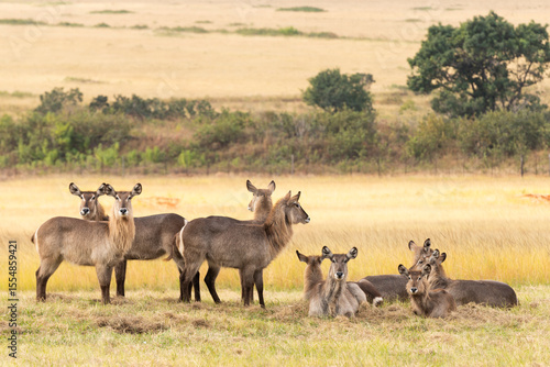 herd of wildebeest in Eswatini