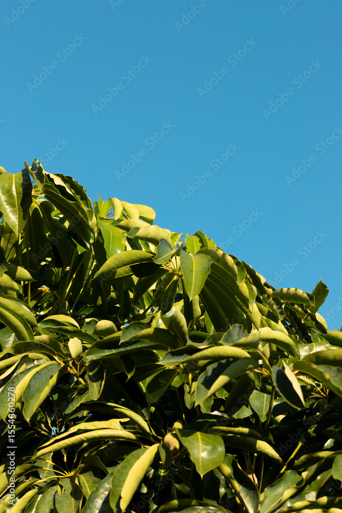 Fototapeta premium green plant and the sky