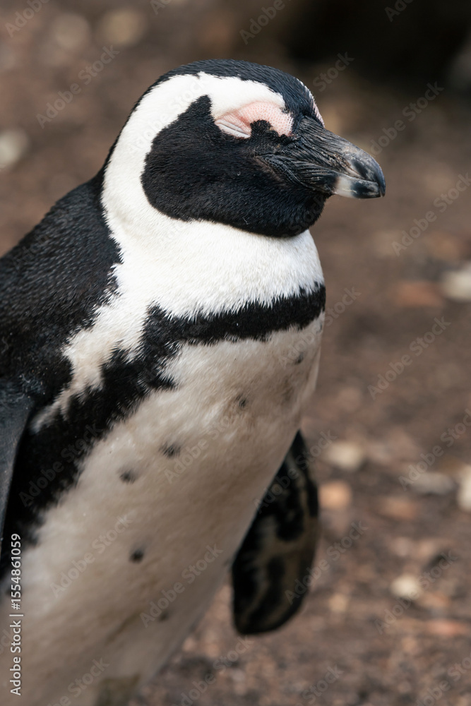 Obraz premium Penguins on the Boulder's beach