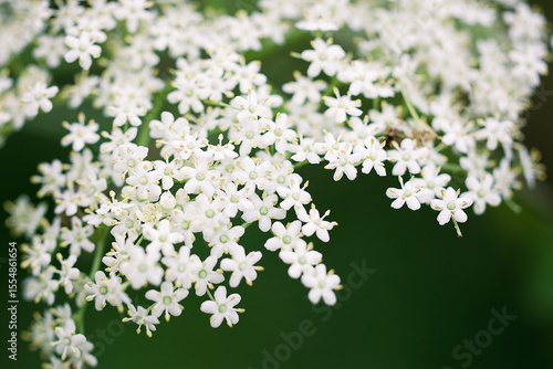 Sambucus nigra (elder) flower closeup. Romantic summer.