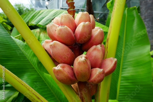 Musa velutina H. Wendl. & Drude, the hairy banana or pink banana, is a diploid species of wild banana