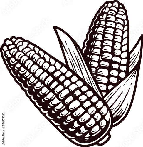 Hand drawn detailed corn cobs with leaves isolated vintage engraved botanical sketch illustration