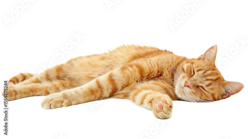 Cute orange cat peacefully sleeping on a white background in a relaxed posture during daytime