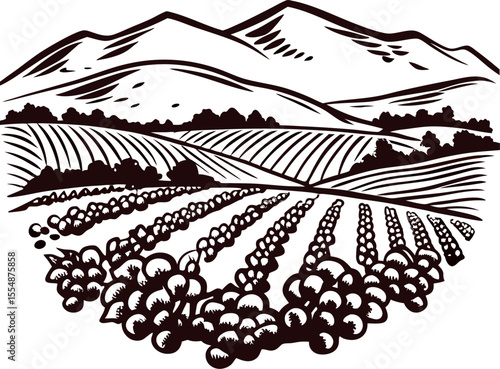 Vintage hand drawn illustration of vineyard landscape with grape vines and rolling hills in rural countryside view