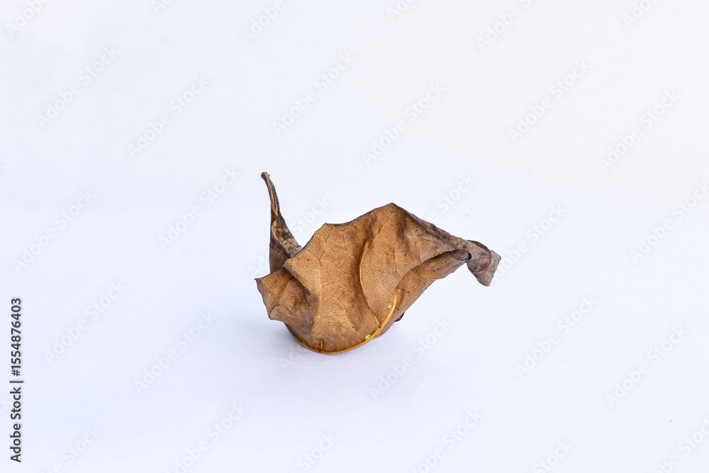 Obraz premium Dead leaf or dry leaf on white background, Clipping path material