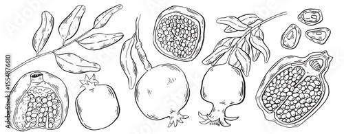 Pomegranate ink sketch illustration. Brush style hand drawn food for menu and decoration clip art. Sketch Garnet ripe fruits and leaves on a branch, isolated engraved sign.