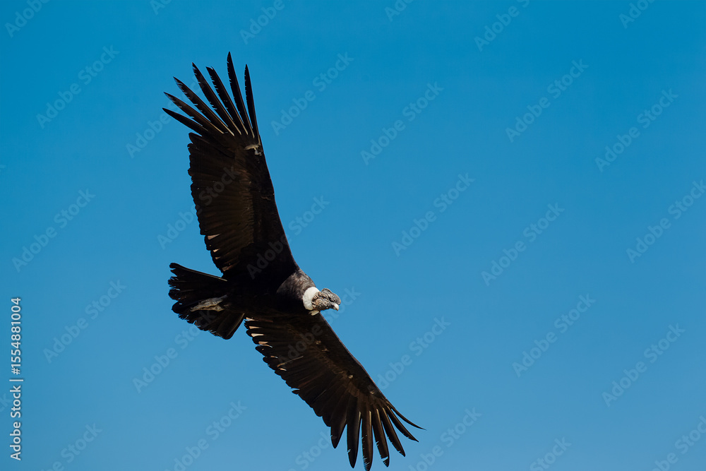 Naklejka premium majestic Andean condor rides the thermals with ancient grace. A symbol of freedom and power, this sacred bird watches over one of the world’s deepest canyons,a true icon of Colca Peru.
