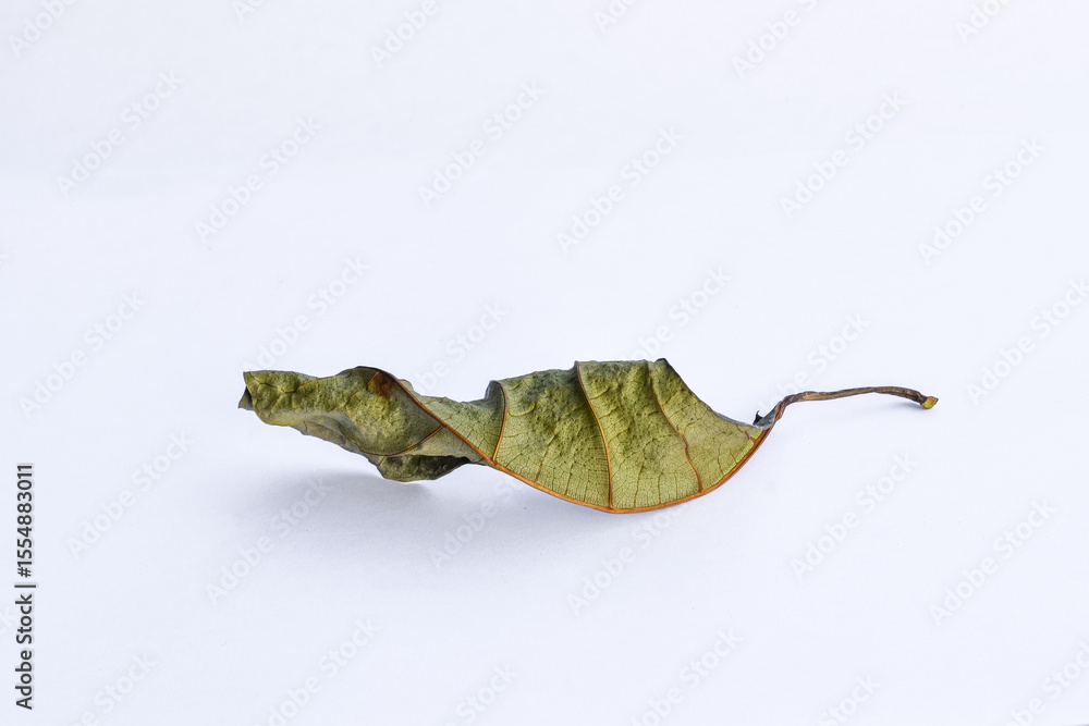 Fototapeta premium Dead leaf or dry leaf on white background, Clipping path material