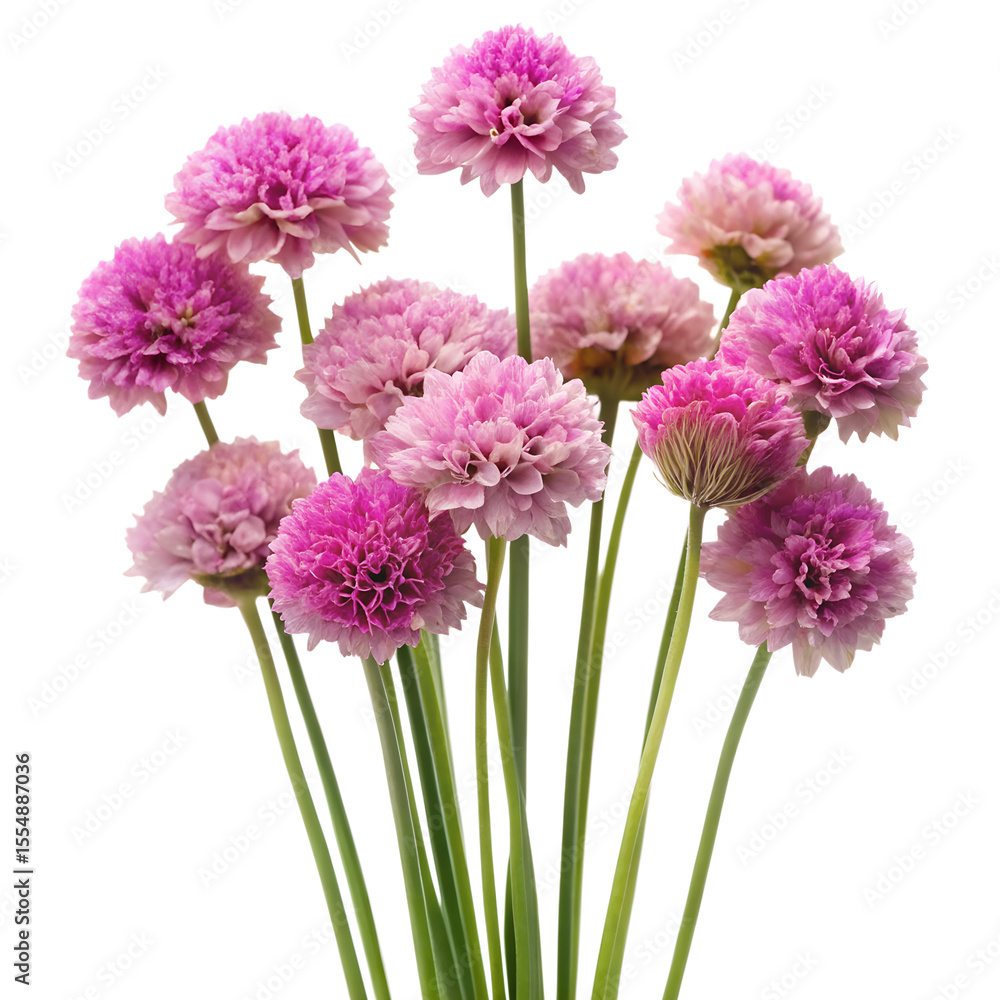 Obraz premium Thrift Armeria Plant isolated on transparent background