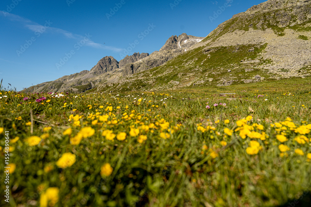 Obraz premium Rocky Alpine Slopes with Grassy Trails and Rugged Peaks at Splugen Pass: Serene Mountain Landscape under Clear Blue Summer Sky in the Swiss Alps