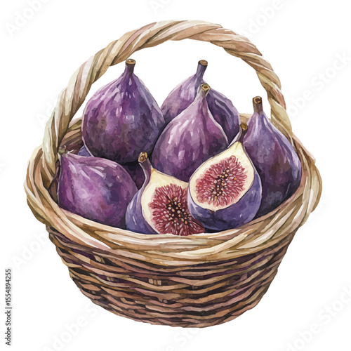 Fig Fruit Basket, watercolor clipart vector, isolated on a white background.