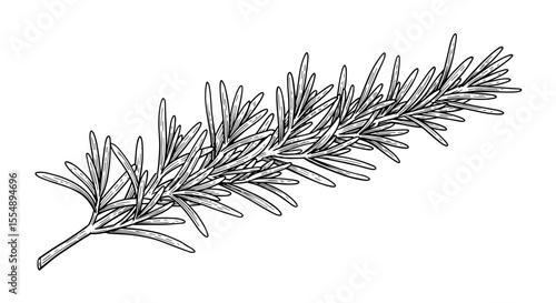Black and white botanical vector illustration of rosemary sprig for herbal design, hand drawn style