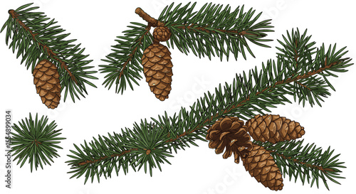 Wallpaper Mural Pine cones and branches vector illustration - nature concept design for holiday cards and posters in detailed style Torontodigital.ca