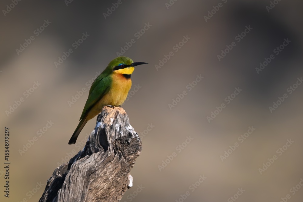 Fototapeta premium Little bee-eater in profile on dead stump