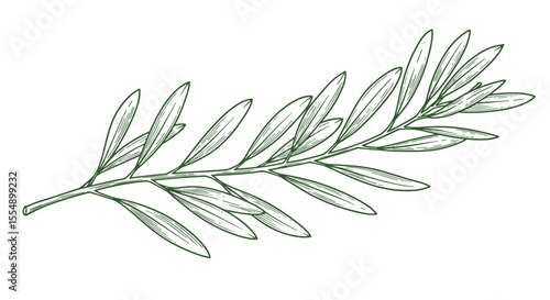 Botanical line art vector illustration of an olive branch for natural theme design