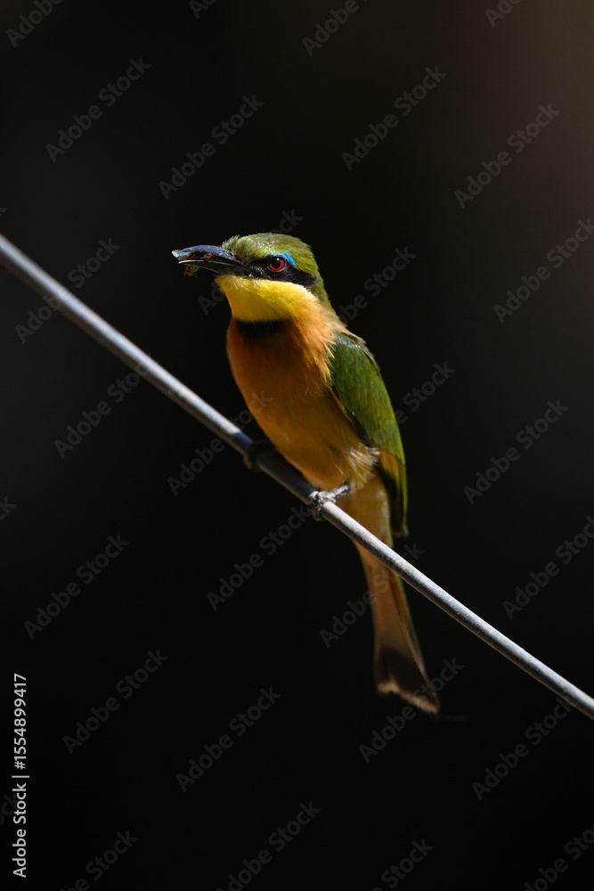 Obraz premium Little bee-eater on diagonal wire holds insect