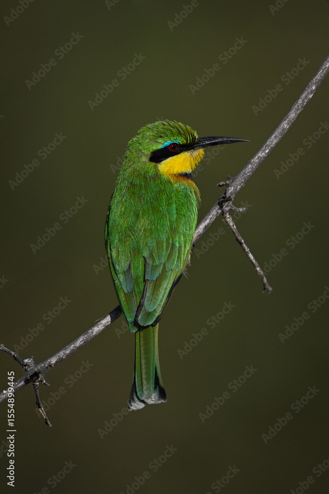 Obraz premium Little bee-eater on dry branch turning head