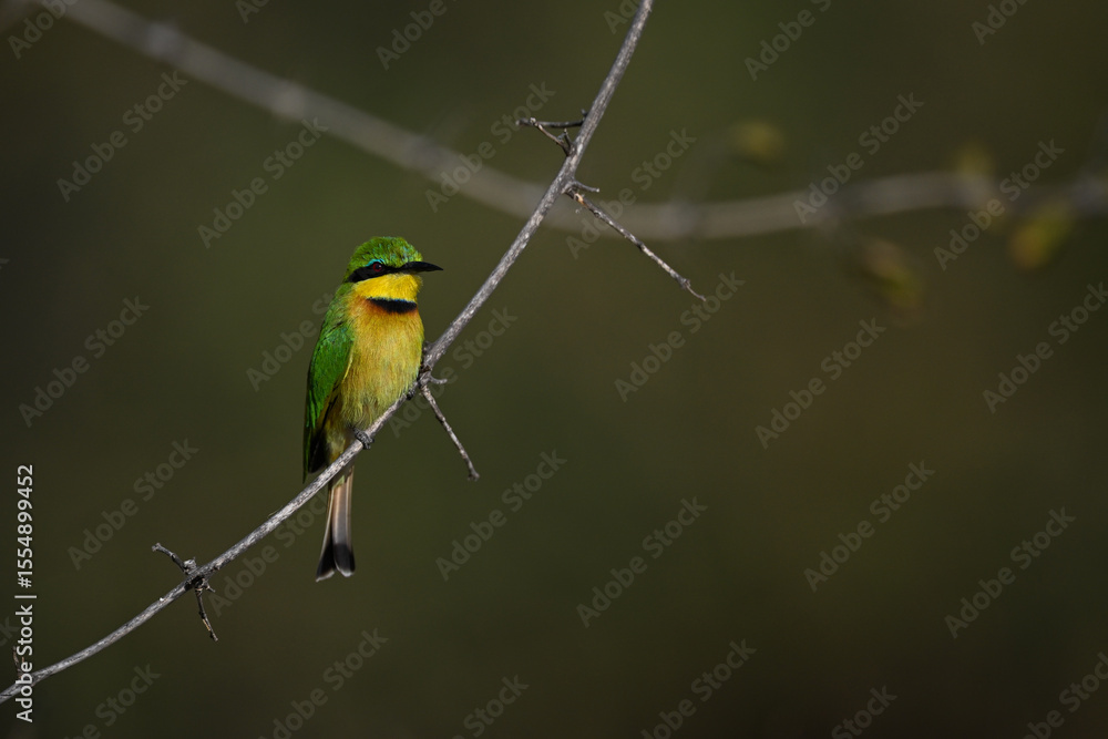 Fototapeta premium Little bee-eater on dry branch watching camera