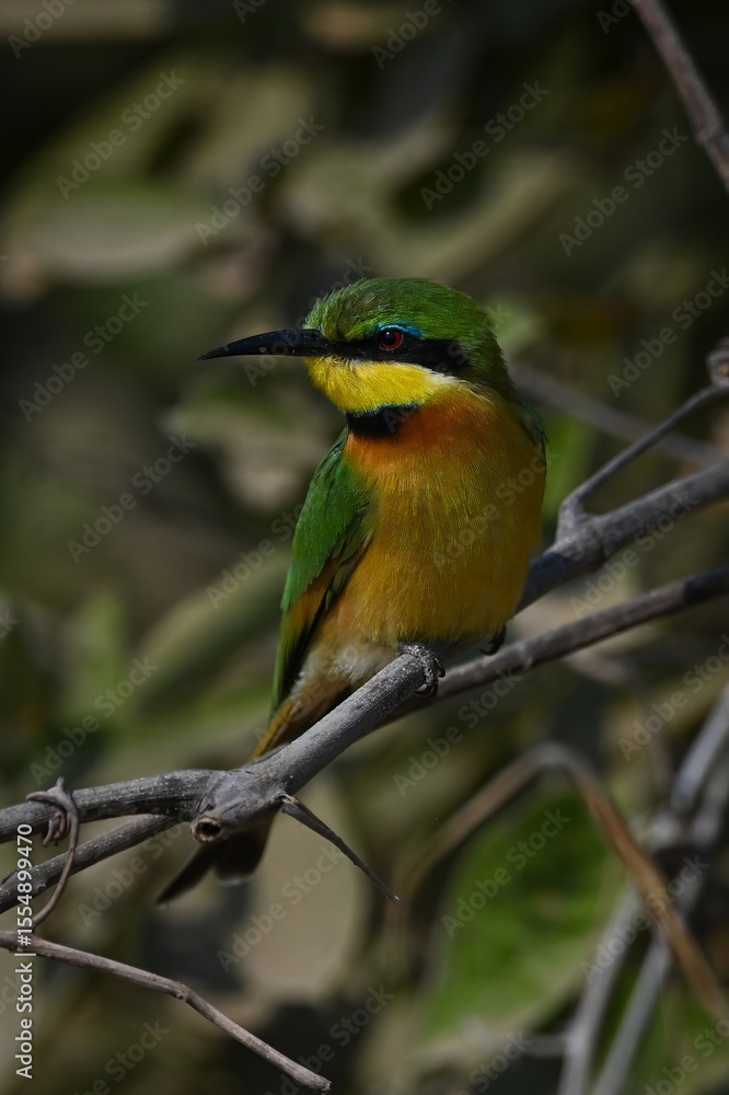 Obraz premium Little bee-eater on leafy branch turning head