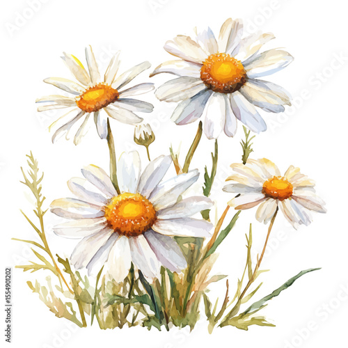 Field Daisies Golden Summer, watercolor drawing vector, isolated on a white background.
