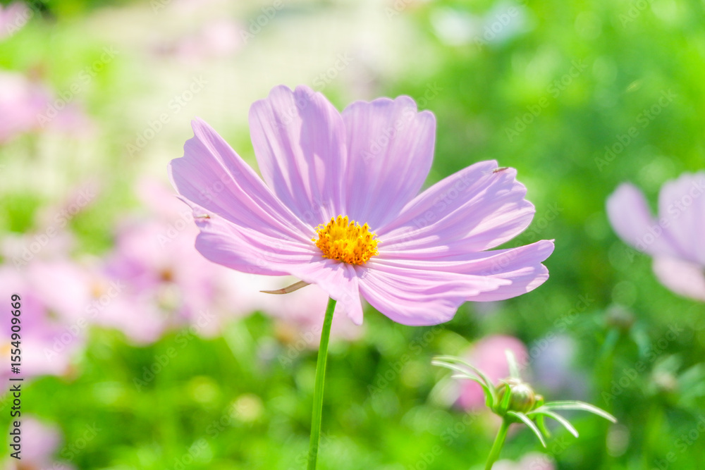 Field of Pink cosmos flowers blooming in garden,wild pink cosmos flowers in spring day,autumn season. Field of Pink cosmos flowers blooming in garden,wild pink cosmos flowers in spring day,autumn season.
