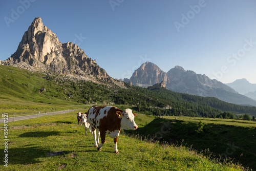 Wallpaper Mural Grazing in the Dolomites Torontodigital.ca