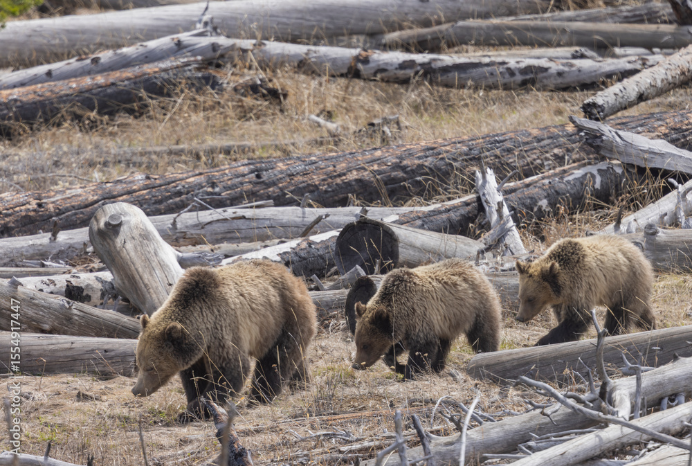Fototapeta premium Grizzly Bear Sow and Cubs in Spring in Yellowstone National Park
