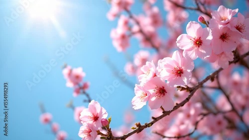 Delicate pink cherry blossoms bloom on a branch against a bright blue sky with sunlight shining.