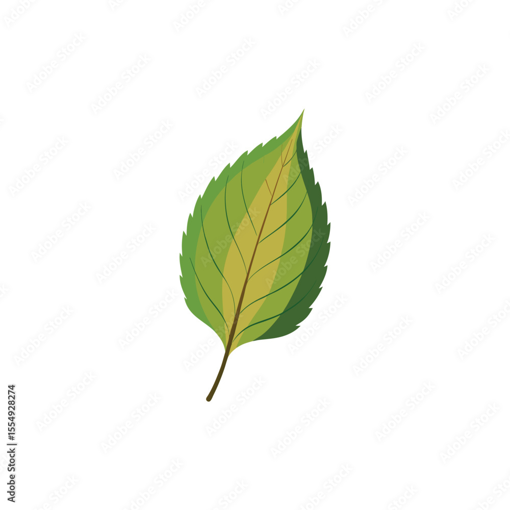 Fototapeta premium Birch Leaf Vector Illustration on White Background