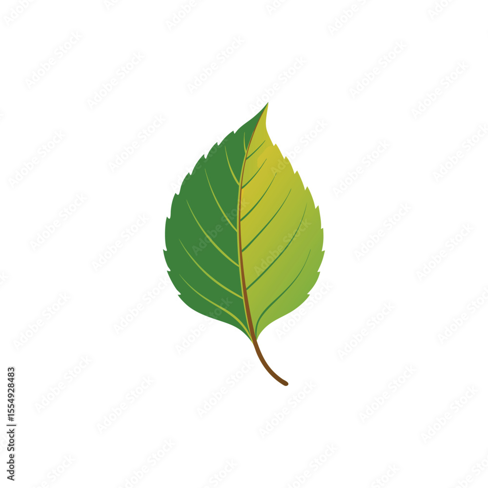 Fototapeta premium Birch Leaf Vector Illustration on White Background