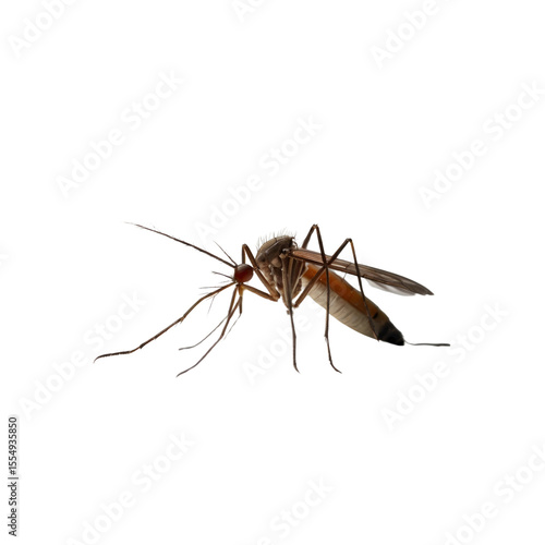 Detailed Close-up of a Mosquito, Aedes Aegypti Species