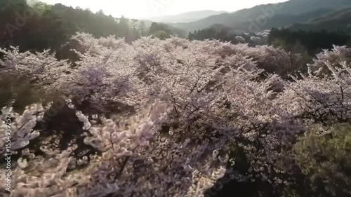 Aerial view of a stunning cherry blossom landscape in the mountains